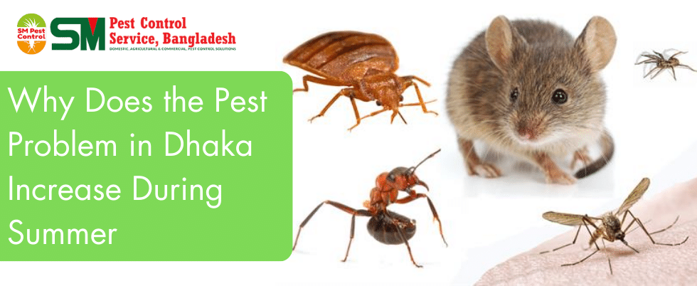 Why does the pest problem in Dhaka increase during summer?